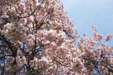 Japon kiraz çiçeği 