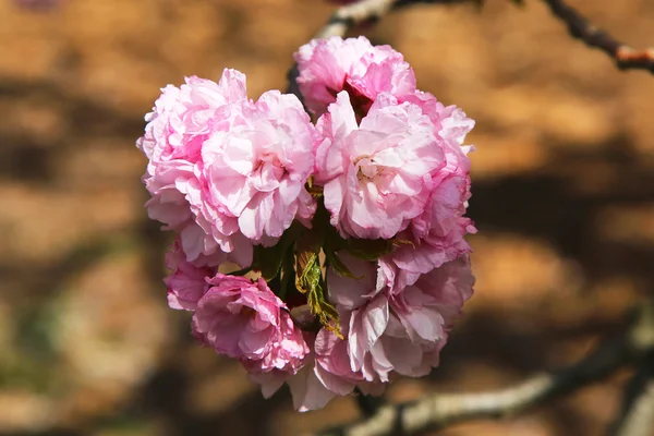 Japoński kwiat wiśni — Zdjęcie stockowe