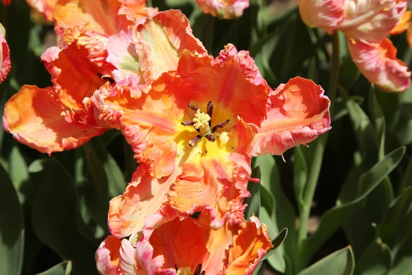 Tulip garden in botanic park — Stock Photo, Image