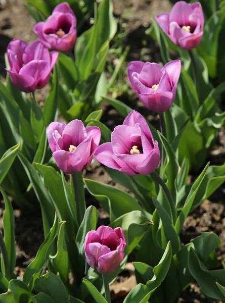 Tulip garden in botanic park — Stock Photo, Image