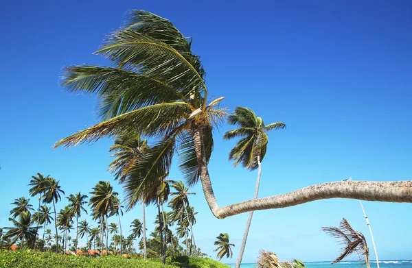 Palm trees at the beach — Stock Photo, Image