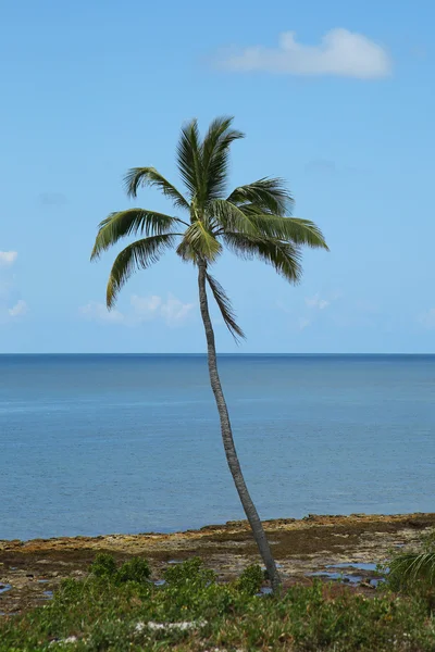 Palm trees at the beach — Stock Photo, Image