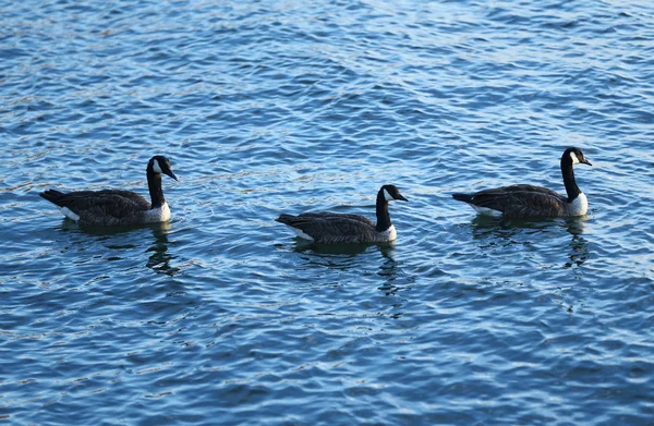 Drei Kanadagänse schwimmen in einem See — Stockfoto