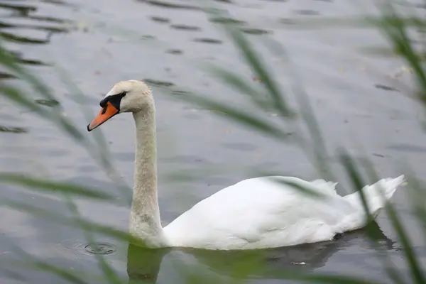 White swan in the lake — Stock Photo, Image