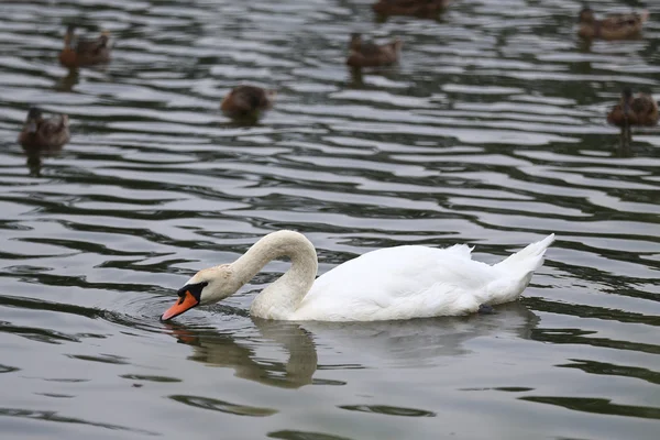 Cygne blanc dans le lac — Photo