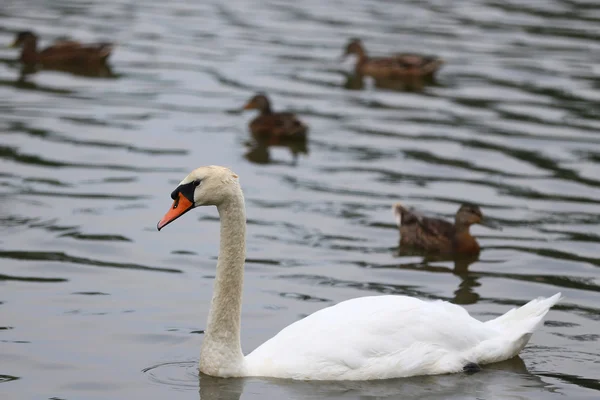 Weißer Schwan im See — Stockfoto