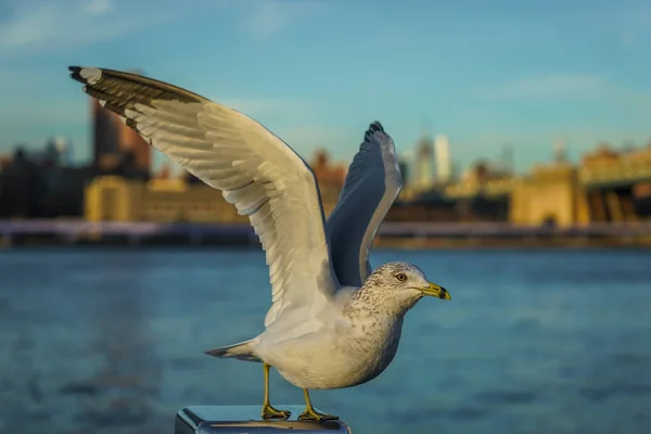 Sea Gull Ready Fly — Stock Photo, Image