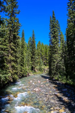 Banff Ulusal Parkı 'ndaki Johnston Kanyonu 