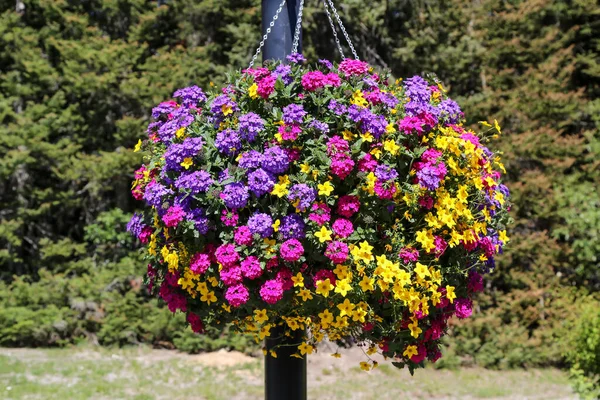 Summer Flowers Banff National Park — Stock Photo, Image