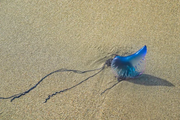 Portugalská Man War Blue Medlyfish Pláži Jižní Floridy — Stock fotografie