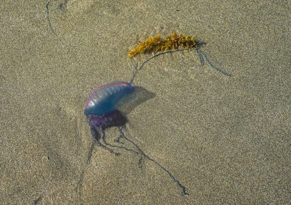 Medusas Azules Portuguesas Man War Playa Del Sur Florida —  Fotos de Stock