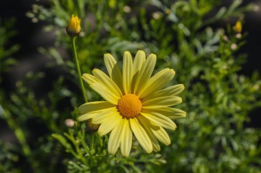 İzlanda 'da yaz çiçekleri