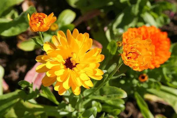 Sommerblomster Island – stockfoto