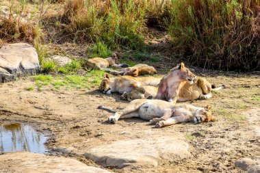 Kruger Ulusal Parkı 'nda aslan sürüsü
