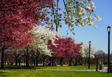 New York 'ta Japon kiraz çiçeği