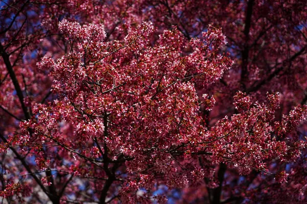 Japoński Kwiat Wiśni Nowym Jorku — Zdjęcie stockowe