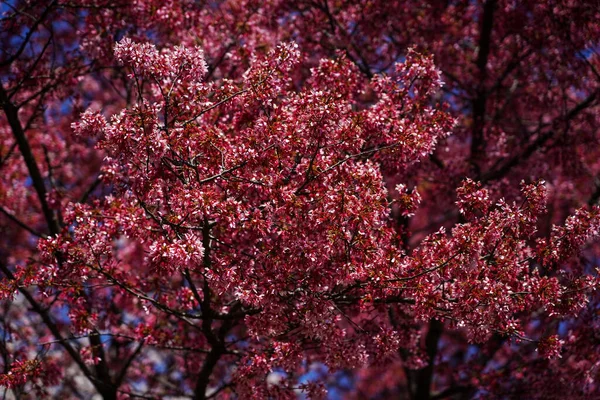 Japonský Třešňový Květ New Yorku — Stock fotografie