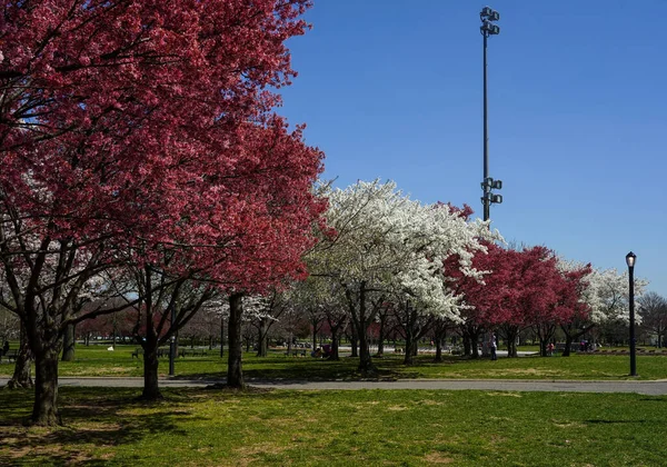 Japanische Kirschblüte New York — Stockfoto