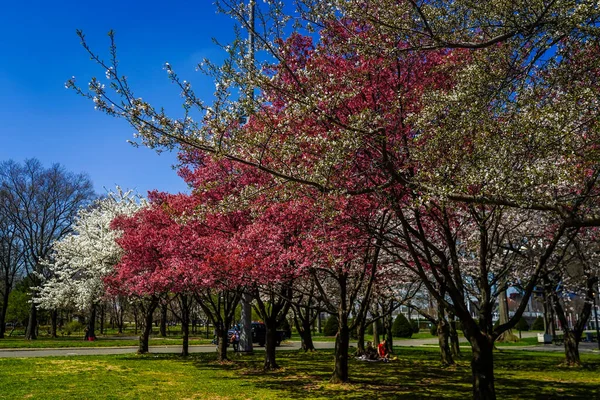 Japanese Cherry Blossom New York — Stock Photo, Image