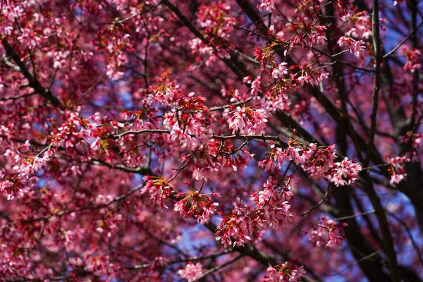 Japonský Třešňový Květ New Yorku — Stock fotografie