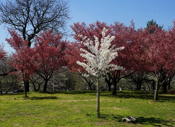 Japanische Kirschblüte New York — Stockfoto