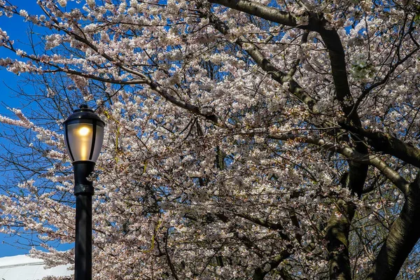 Japanese Cherry Blossom New York — Stock Photo, Image