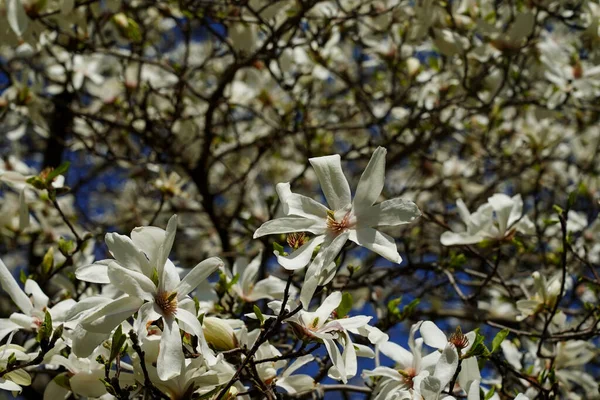 Kwitną Drzewa Magnolii Nowym Jorku — Zdjęcie stockowe