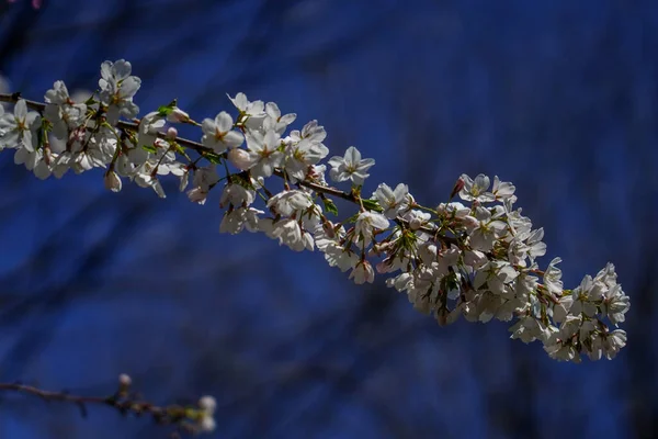 Japonský Třešňový Květ New Yorku — Stock fotografie