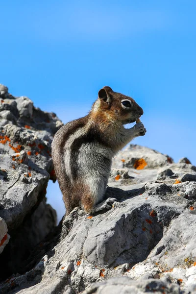 Ardilla Tierra Dorada Parque Nacional Banff — Foto de Stock