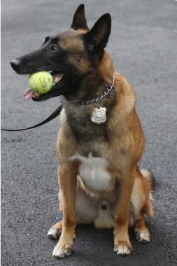 Belçika çoban k-9 wyatt sağlayan güvenlik Ulusal Tenis merkezi sırasında bize açmak 2014