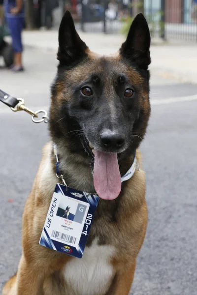 El pastor belga K-9 Wyatt proporciona seguridad en el Centro Nacional de Tenis durante el Abierto de EEUU 2014 —  Fotos de Stock