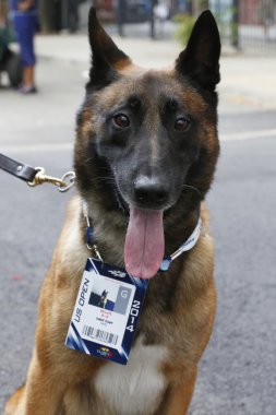 Belçika çoban k-9 wyatt sağlayan güvenlik Ulusal Tenis merkezi sırasında bize açmak 2014