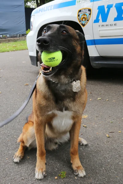 Belgisk vallhund k-9 wyatt ger säkerhet på national tenniscenter under oss öppna 2014 — Stockfoto
