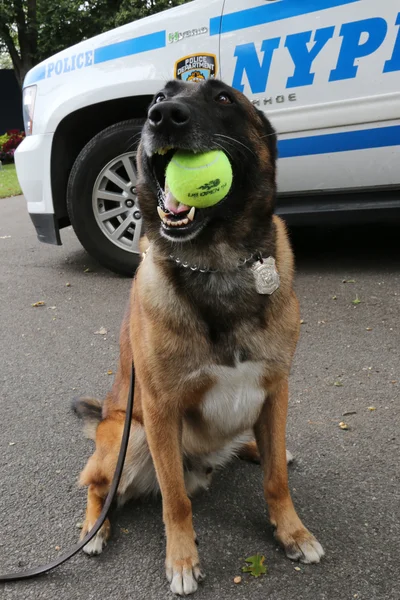 Belgisk vallhund k-9 wyatt ger säkerhet på national tenniscenter under oss öppna 2014 — Stockfoto