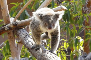 Koala san diego Hayvanat Bahçesi