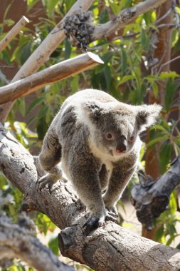 Koala san diego Hayvanat Bahçesi
