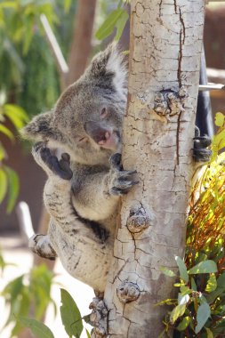 Koala san diego Hayvanat Bahçesi