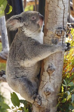 Koala san diego Hayvanat Bahçesi