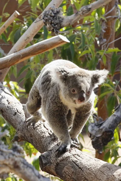 Koala en el Zoológico de San Diego — Foto de Stock