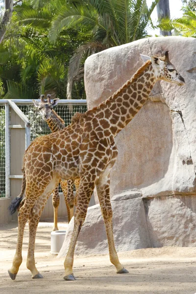 Deux girafes au zoo de San Diego — Photo