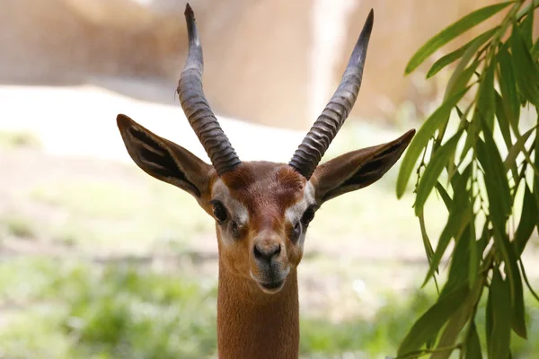 A beautiful gazelle in San Diego Zoo — Stock Photo, Image