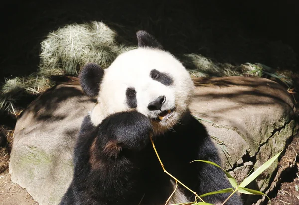 Reuzenpanda bai yun in san diego zoo — Stockfoto