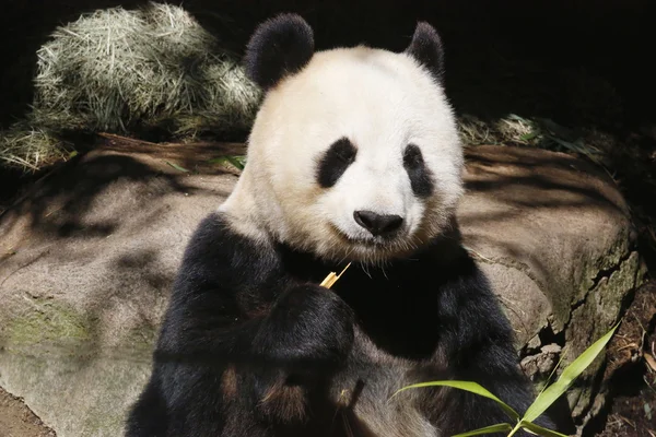 Reuzenpanda bai yun in san diego zoo — Stockfoto