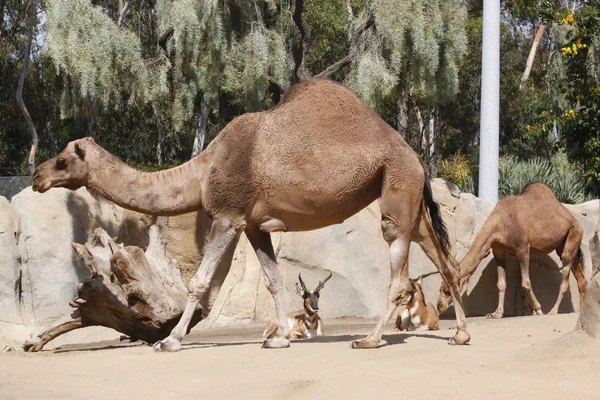 Dromedary kamelen en antilopen — Stockfoto