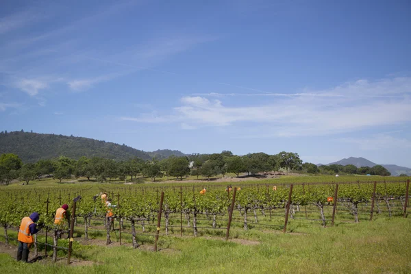 Travailleurs taillant des raisins de cuve dans le vignoble — Photo