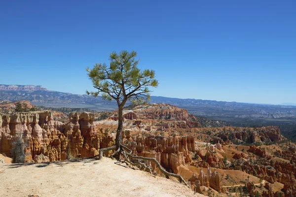 Strom a skalní útvary v národního parku Bryce Canyon v Utahu — Stock fotografie