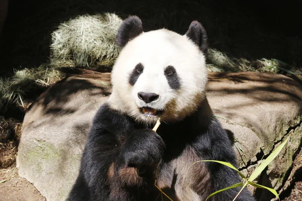 Panda gigante — Foto Stock