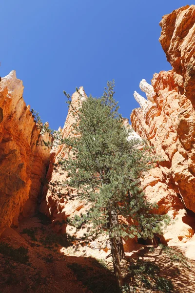 Formazioni rocciose nel Parco Nazionale del Bryce Canyon, Utah — Foto Stock