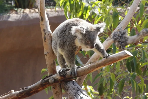 Koala — Stock fotografie