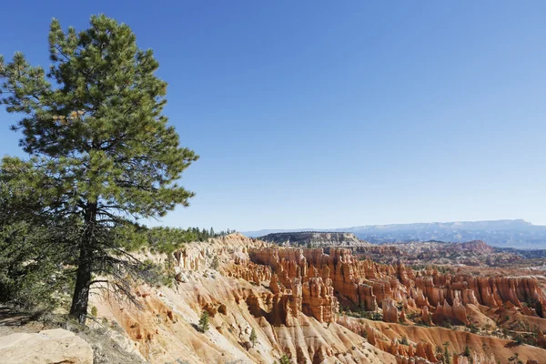 ブライスキャニオン国立公園、ユタ州の木と岩の形成 — ストック写真